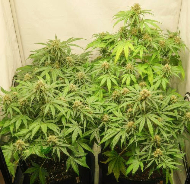 Развитие соцветий Кусты Apollo F1 Auto от Royal Queen Seeds на 10 неделе