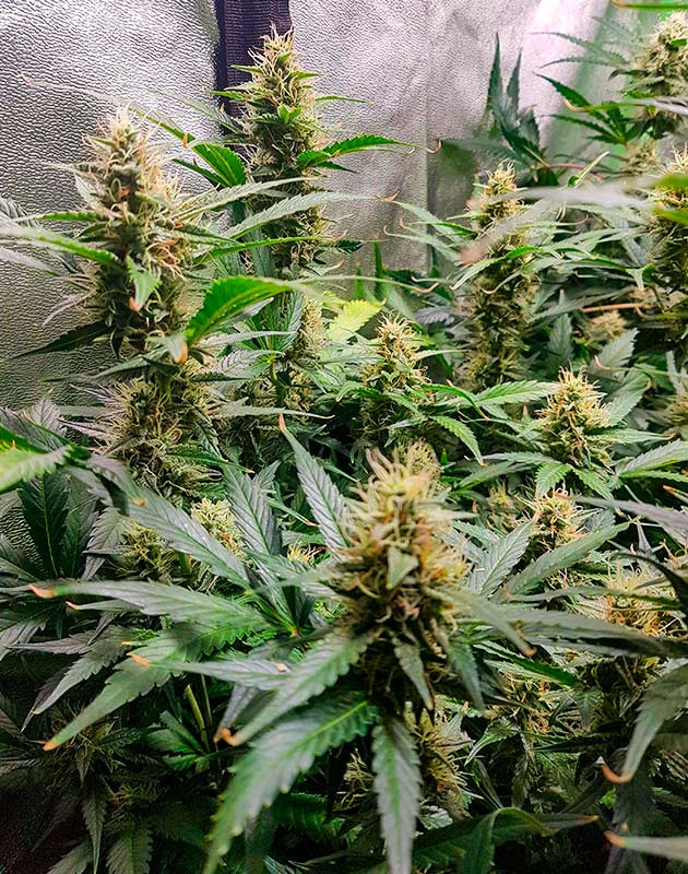 Цветение куста Skywalker Haze Куст Skywalker Haze на цветении