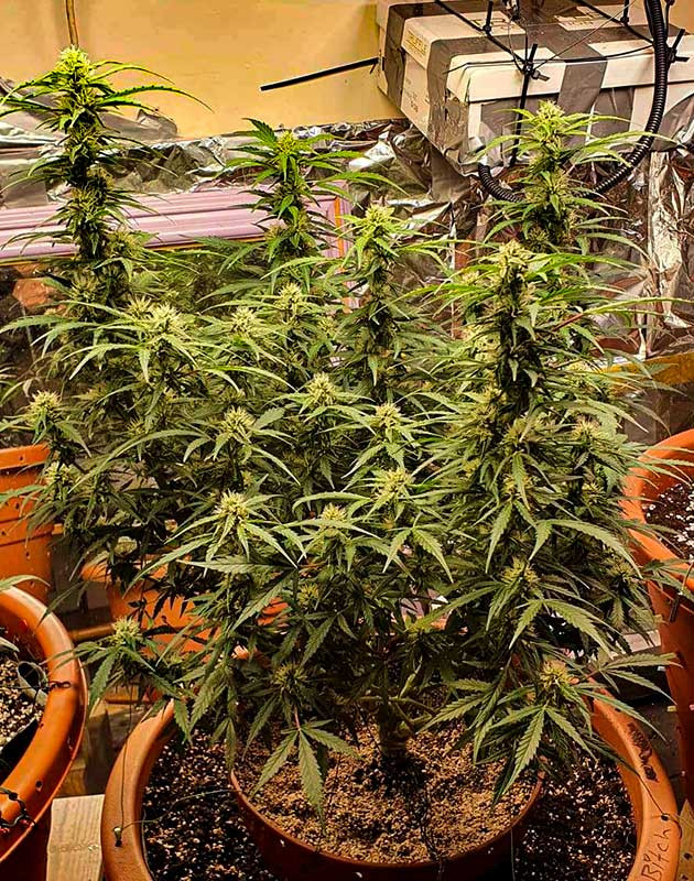 Куст Zkittlez Auto на цветении Выращивание автоцвета Zkittlez Auto