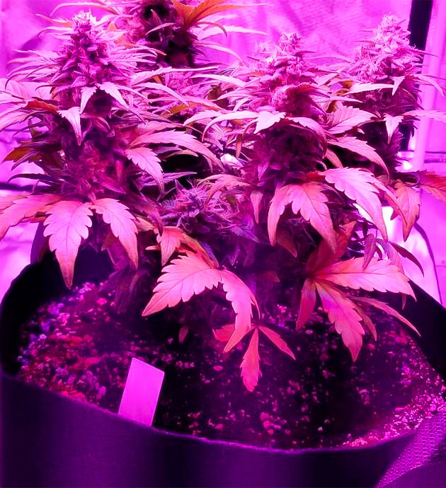 Промывка марихуаны 10 неделя роста конопли