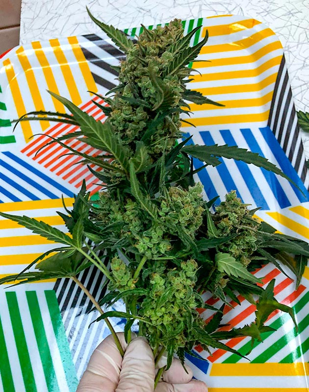 Общие впечатления о грове сорта Scout Cookies Auto Созревшая шишка конопли