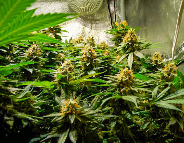 Последние недели цветения куста Куст марихуаны перед харвестом