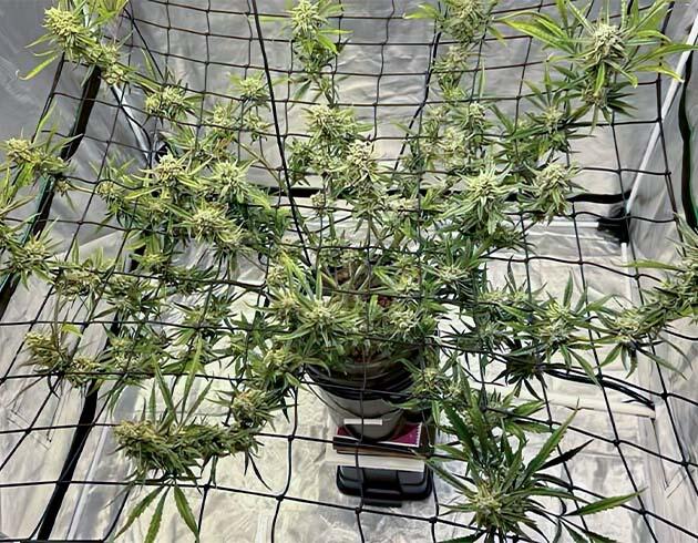 Марихуана в цветении под ScrOG с плотными соцветиями и очищенной кроной