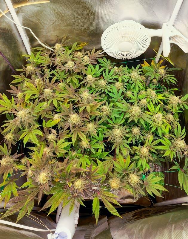 Легкий ожог правого куста Кусты Poddy Mouth на 13 неделе выращивания