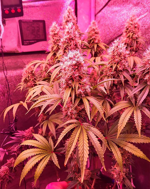 Промывка конопли Соцветия Jungle Breath от 7CH American на 14-15 неделе выращивания