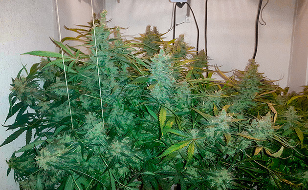 Промывка куста каннабиса Подвязывание веток куста конопли