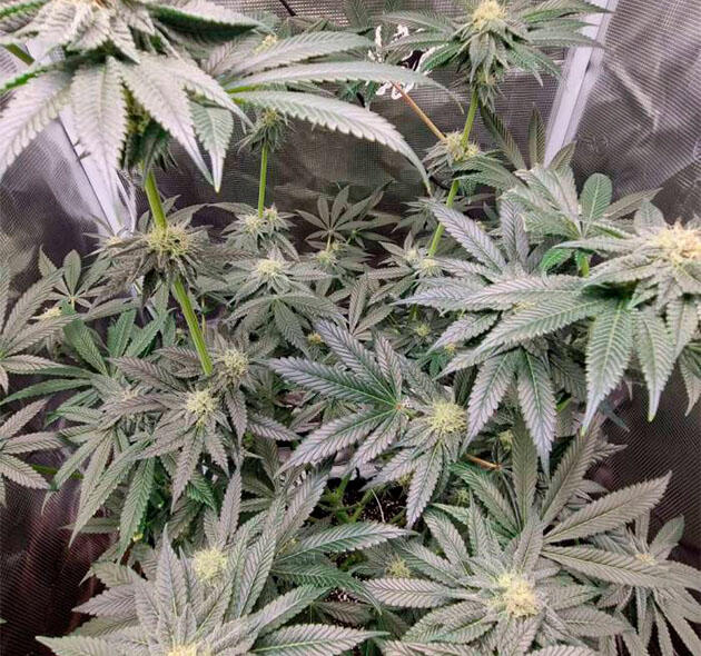 Насыщенный ягодный аромат Куст Strawberry OG Cookies R1 от Ethos Genetics на 14 неделе