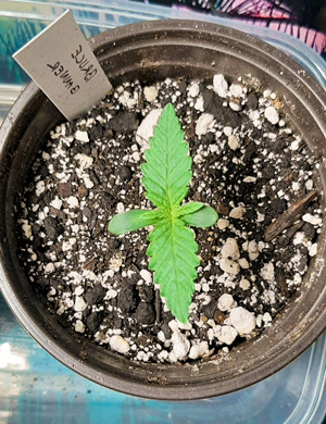 Первая неделя вегетации Формирование третьей пары листьев