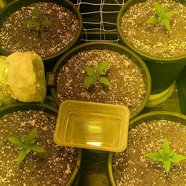 Проращивание конопли Росток сорта Fullgas