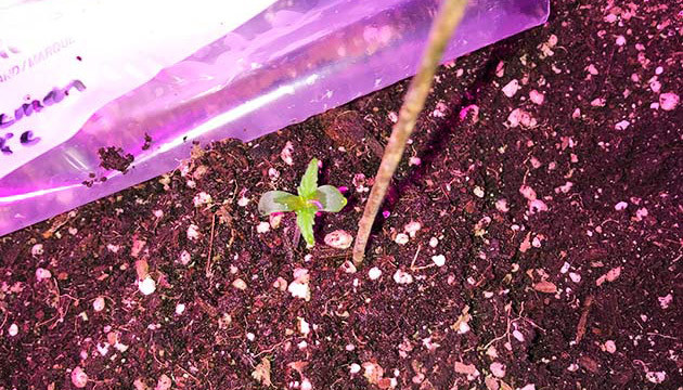 Высадка ростка в грунт Росток с семядолей и первой парой листочков