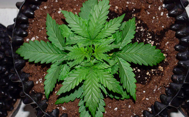 Куст на второй неделе Зелёная шапка куста