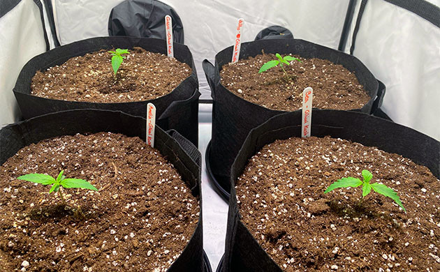 Двенадцатый день развития растишек Формирование второй пары листьев на 2 неделе роста