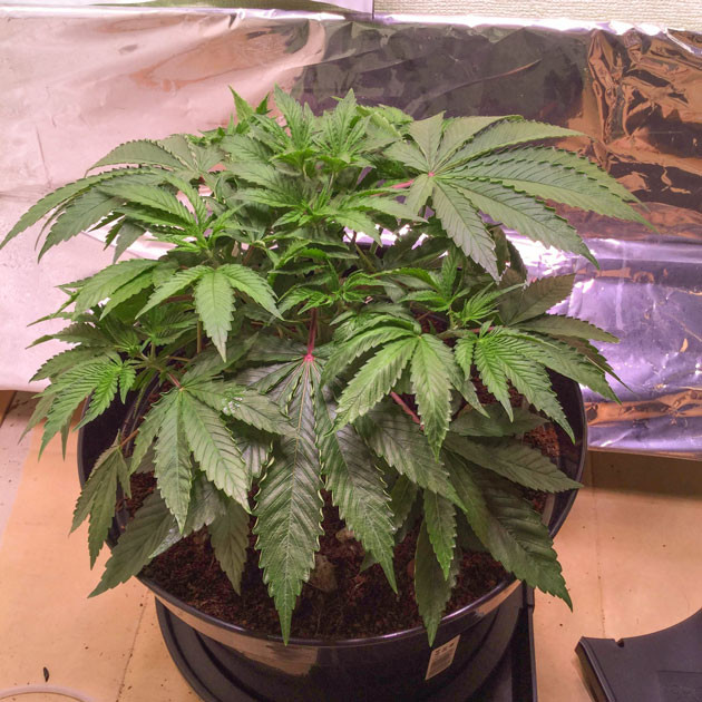 Гровинг без проблем: растишка готова к цветению Blueberry Headband от Humboldt: переход на новый этап