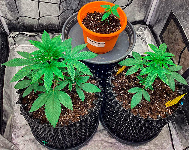 Третья неделя вегетации конопли Кусты каннабиса после пересадки в увеличенные горшки