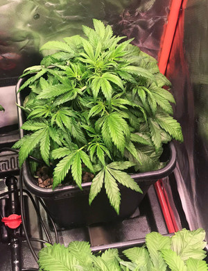 Куст марихуаны на 3 неделе выращивания в индоре Дефолиация куста марихуаны