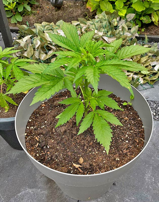 Удобрения для конопли на веге Кусты Guava Auto от FastBuds на стадии вегетации