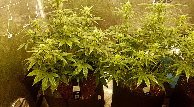 Цветение на 6 неделе роста Соцветия на кустах с белыми стигмами