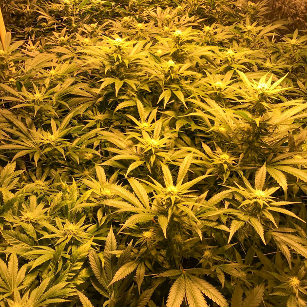 Восьмая неделя выращивания Цветущие кусты на 8 неделе