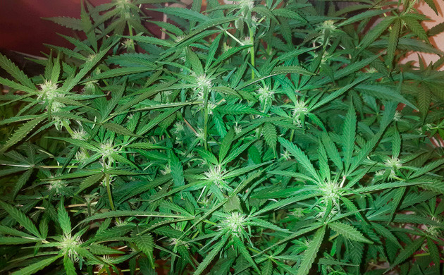 Начало этапа цветения Куст ростом 46 см