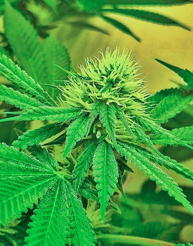 Промывка марихуаны Девятая неделя цветения каннабиса