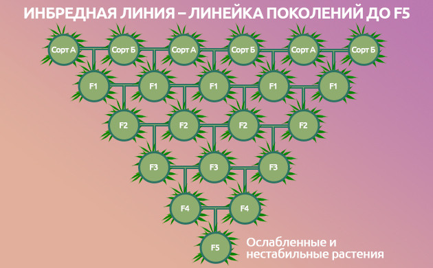 Инбредная линия конопли Инбридинг конопли