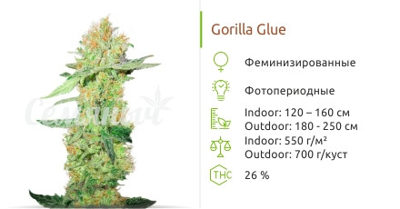 Сорт марихуаны Gorilla Glue Gorilla Glue от Monster Genetics