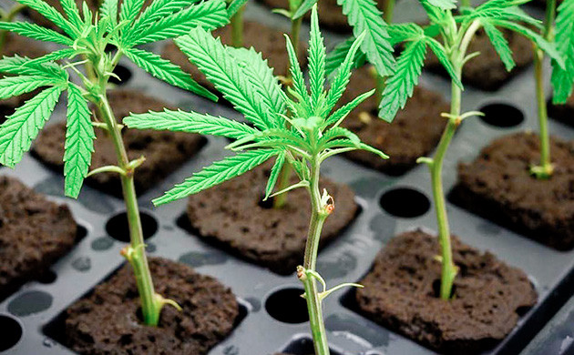 Микропропагация масштабирует производство востребованных сортов каннабиса Массовое клонирование конопли