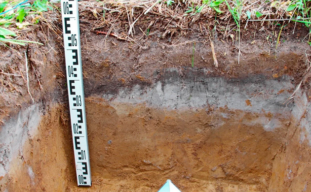 Подзолистые почвы Почва подзолистого типа