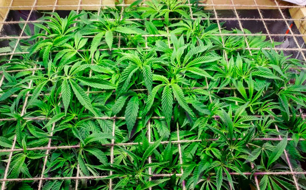 Натянутая сетка ScrOG Метод ScrOG