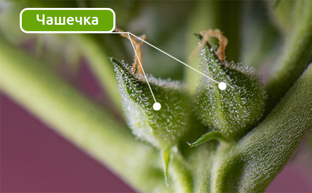 Чашечки женских растений конопли Формирование конопляных шишек