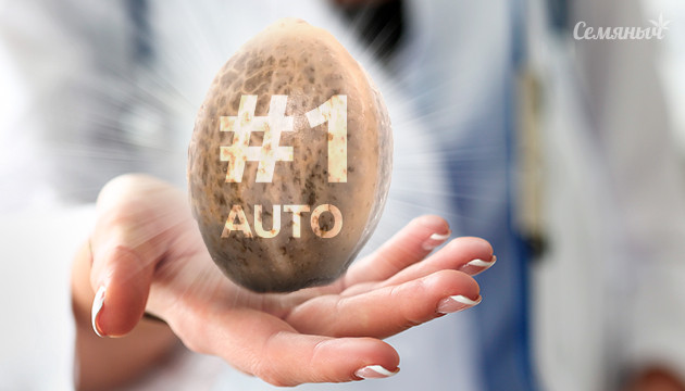 Легендарный сорт конопли Doctor's Choice #1 Auto Семя сорта Doctor's Choice #1 Auto