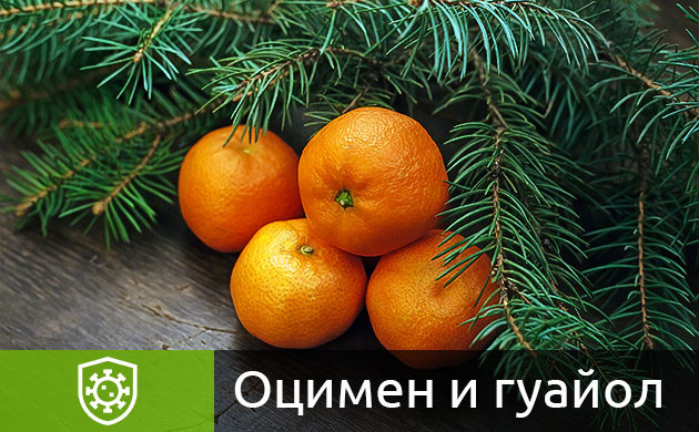 Оцимен и гуайол в конопле Терпены оцимен и гуайол