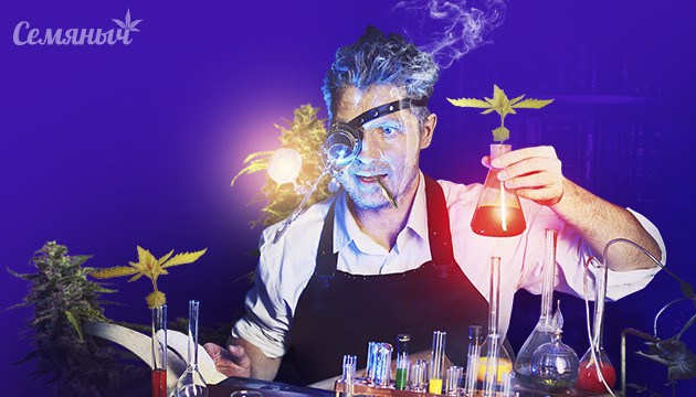 Возможно ли клонирование автоцвета Процесс клонирование конопли