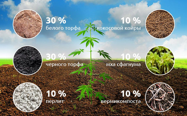 Правильная почва для выращивания большого куста Выбор почвы