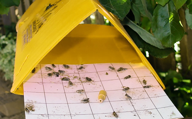 Ловушка для вредителей Ловушка