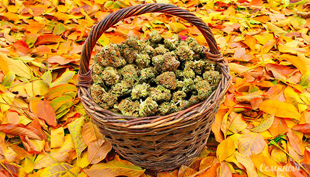 Марихуана для осени Шишки конопли осенью