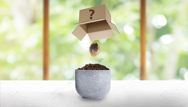 Выращивание неизвестного сорта Неизвестный сорт