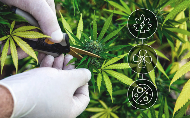 Преимущества дефолиации Удаление листьев с кустов марихуаны