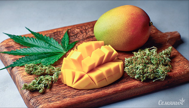 Мирцен — соединение с высоким медицинским потенциалом Терпен мирцен и его свойства