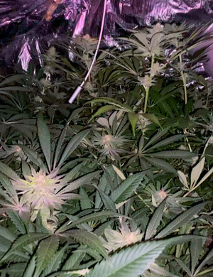 Цветение кустов на 12 неделе Кусты в гроубоксе