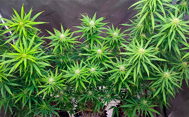 Состав раствора для марихуаны Куст Godzilla Original Glue GG#4 от Herbies Seeds ростом 60 см