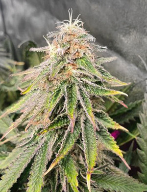 Соцветие Zkittlez Соцветие синевато-фиолетового оттенока