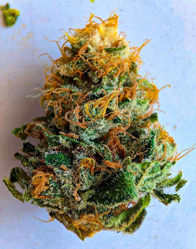 Готовый к харвесту куст Sensi Star Готовый к харвесту куст Sensi Star