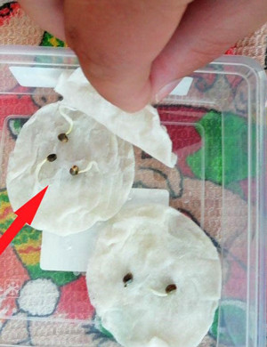 Проращивание семян конопли Пророщенные семена в ватных дисках