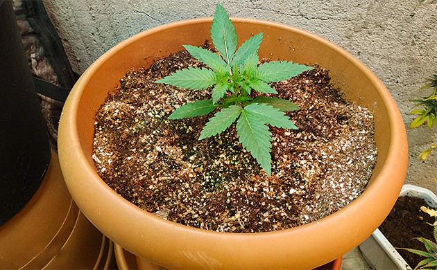 11 см роста на второй неделе Появление крупных листьев на второй неделе