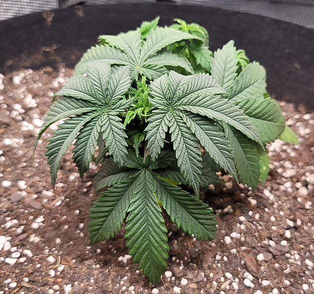 Тренировка куста Power Plant X Режим полива Power Plant X