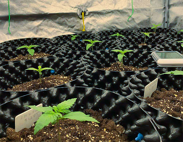 Вторая неделя роста Auto Mokum’s Tulip Auto Mokum’s Tulip: наблюдения в начале вегетации