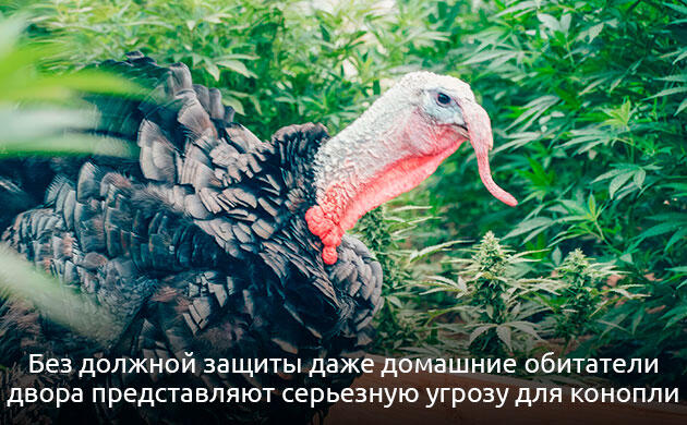 Механическая защита каннабиса от животных Защита посадок каннабиса при аутдорном выращивании