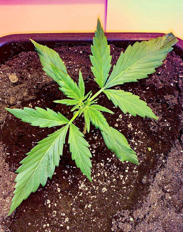 Регулярный полив и комфортная температура Растишка Zkittles Auto от Семяныча на 3 неделе выращивания