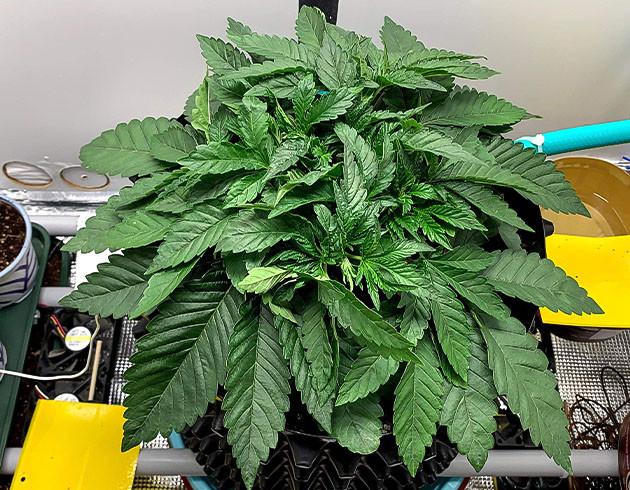 Pineapple Chunk дневник по выращиванию Гроурепорт сорта Pineapple Chunk